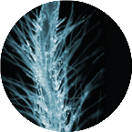 Bioaerosol / Cell Culture / Biomist